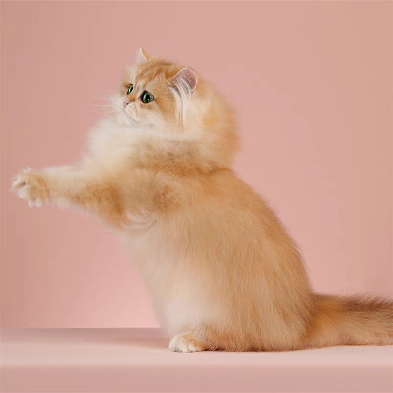 猫舍直销批发价格出售长毛金渐层